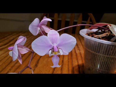 Видео: Фаленопсис шиллериана Phalaenopsis schilleriana