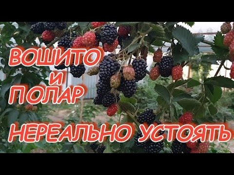 Видео: Вошито и Полар - вкуснейшие сорта ежевики