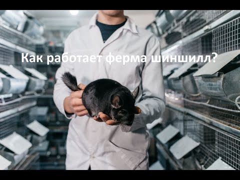 Видео: Обзор и отзыв о бизнесе Ферма шиншилл