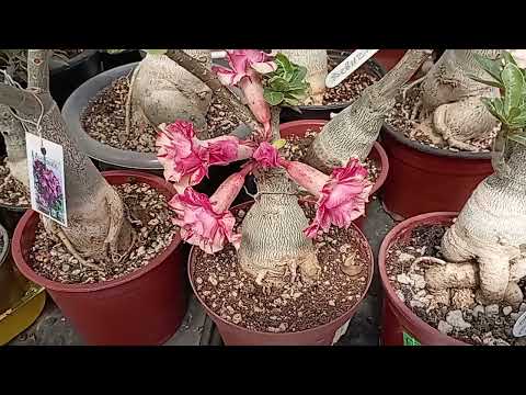 Видео: Мои адениумы 18 июня. Андромеда, Фрол, Сирин Данс, Татьянин день.