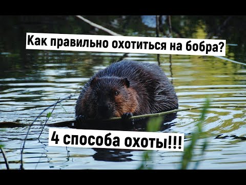 Видео: Как правильно охотиться на бобра? 4 способа охоты на бобра. #охота_на_бобра #Охота