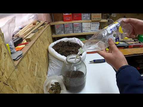 Видео: Секретная приманка на МЕДОВУХЕ для ловли роев/ Ловля роев