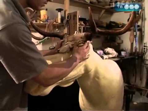 Видео: Как делают таксидермию