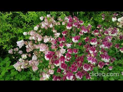 Видео: Аквилегия - тонкости выращивания