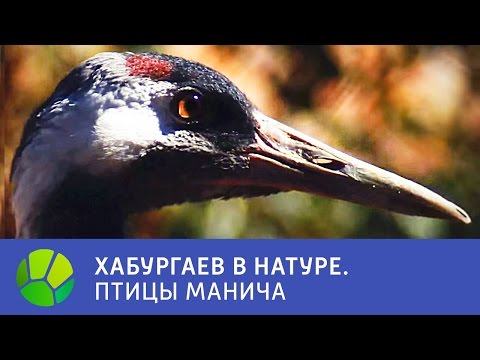 Видео: Птицы Манича - Хабургаев в натуре | Живая Планета