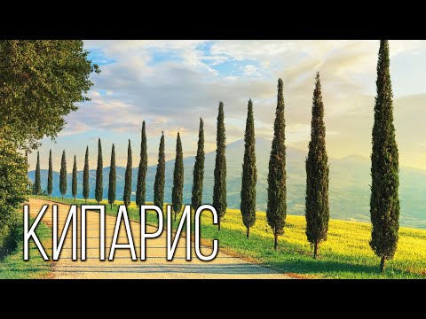 Видео: Кипарис: Символ Вечности | Интересные факты про кипарис