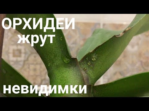 Видео: орхидеи жрут невидимые твари / будьте бдительны