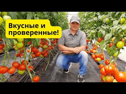 Видео: ТОП сортовых томатов, которые реально стоят внимания! 🍅