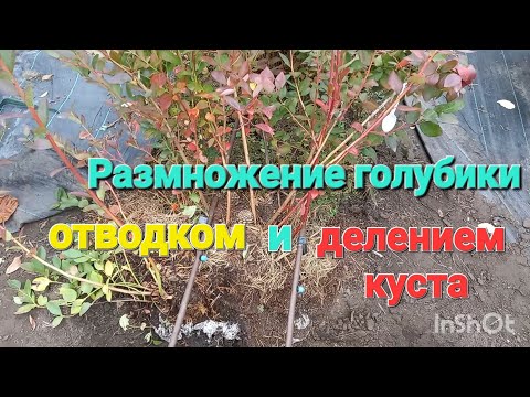 Видео: Размножение голубики методом ОТВОДКИ и ДЕЛЕНИЕМ КУСТА.