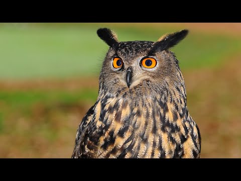 Видео: Вэй У Вэй — Неискушённо мудрые, или говорила Сова Кролику, озвучивает Nikosho.