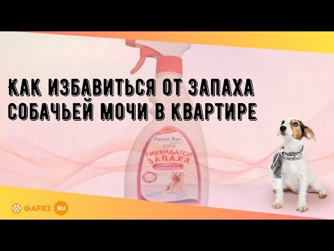 Видео: Как избавиться от запаха собачьей мочи в квартире