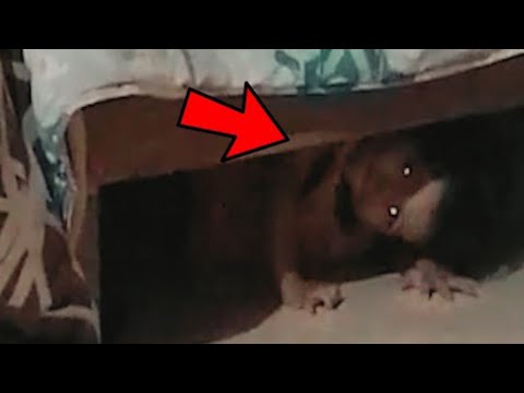 Видео: ЖУТКИЙ УЖАС! Страшные Видео и Страшилки