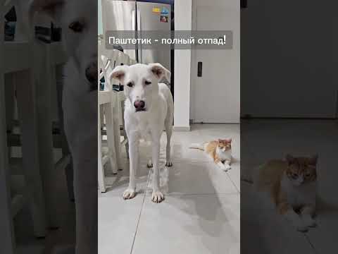 Видео: Танцы с бубнами