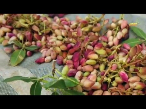 Видео: МЪНИЧКО, ЗЕЛЕНИЧКО