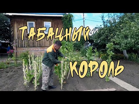 Видео: НОВЫЙ ВЛОГ ! Как уменьшить крепость табака ! Эксперимент ! Такие Вот Дела