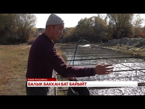 Видео: БАЛЫК БАККАН БАТ БАЙЫЙТ