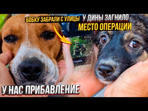 Видео: Раду посадили на цепь! Подобрала Микки с улицы. Бобка-батон очень ищет мам и пап🙏