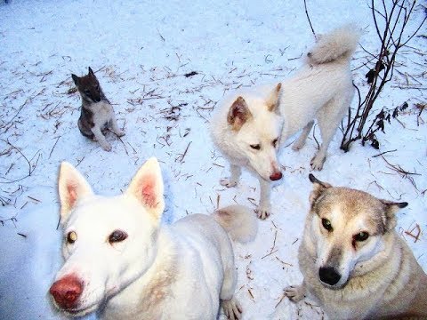 Видео: Соломе рады лайки и щенки