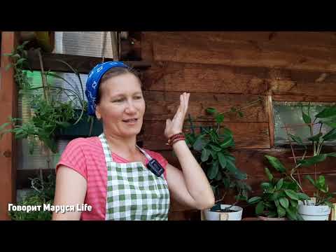 Видео: У нас пополнение в семье😊 Моя мечта сбылась!  Life in the garden 1 августа 2022