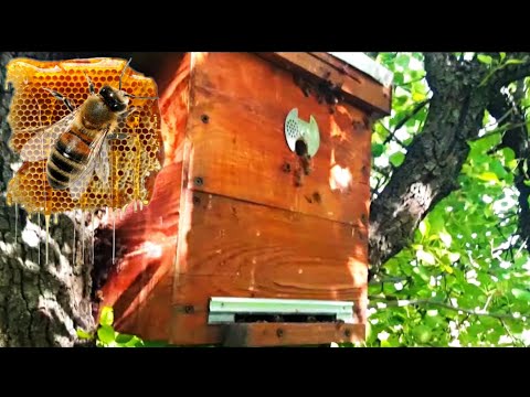 Видео: КОГДА ЛОВИТЬ РОИ? 100% результат