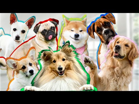 Видео: Отношение ШЕЛТИ к другим породам 🐶 Подружится ли с КОРГИ, МОПСОМ и ШПИЦЕМ?
