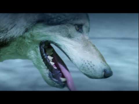 Видео: Асхат Ош - Волк