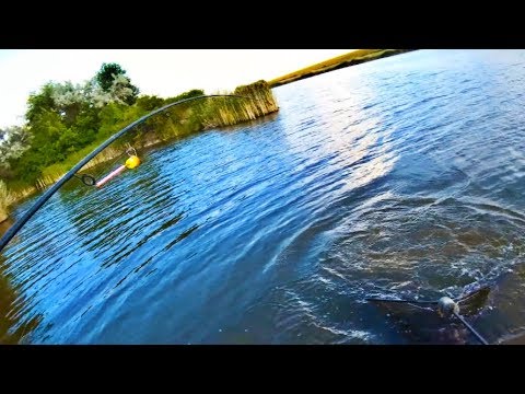 Видео: Ловля амура и карася. Кормим амура камышом. Неожиданная поимка в заливе