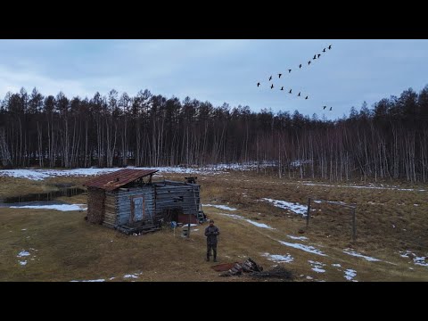 Видео: Сааскы куска тэринии I Үүтээн