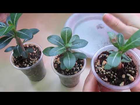 Видео: Адениум и плюмерия из семян: 4 месяца от роду