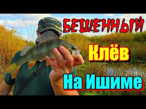 Видео: БЕШЕНЫЙ КЛЁВ, НА ДИКОМ ИШИМЕ!!! Рыбалка на Ишиме. #рыбалка #река #ишим #щука