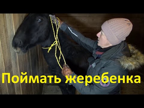 Видео: Соболь. Второе занятие. Надеваем недоуздок.