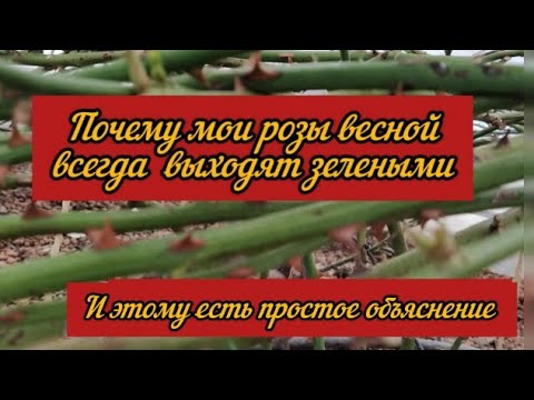 Видео: Почему мои розы весной всегда выходят зелеными. И этому есть простое объяснение.