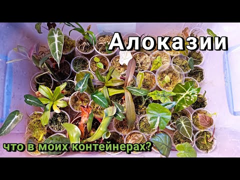 Видео: Алоказии. Как я выращиваю Алоказии с бульб.