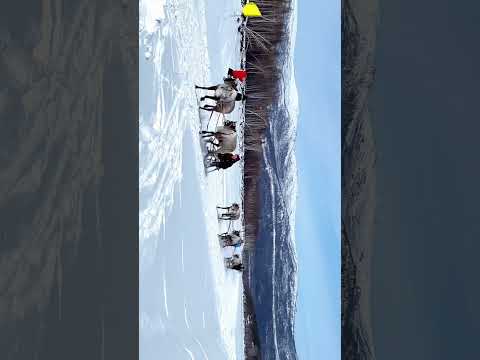 Видео: День оленевода 2024г село Усть-Нюкжа