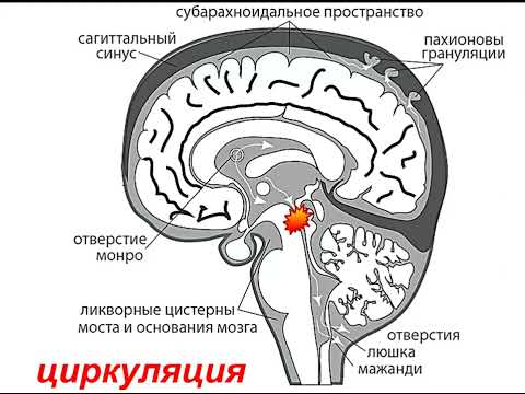 Видео: Отек мозга Горячев А.С. 2024