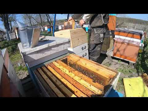 Видео: Перше розширення бджолосімей і відразу до повного корпусу!