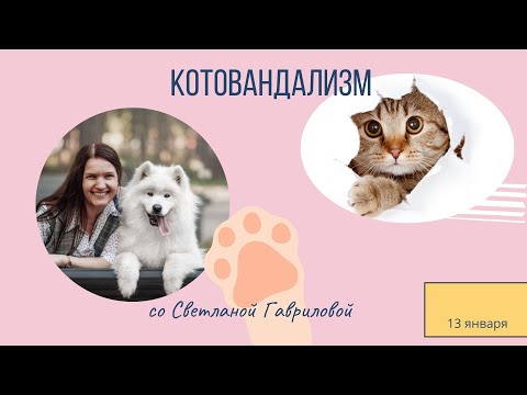 Видео: Котовандализм. Лекция .13.01.25