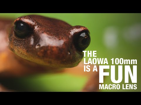 Видео: Laowa 100mm — интересный макрообъектив