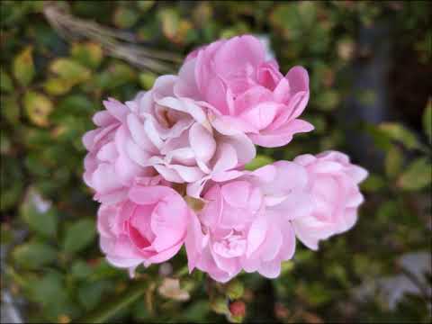 Видео: Обзор розы сорта Зе Фэйри. Почвопокровная роза The Fairy на Юге. Review of The Fairy rose variety.