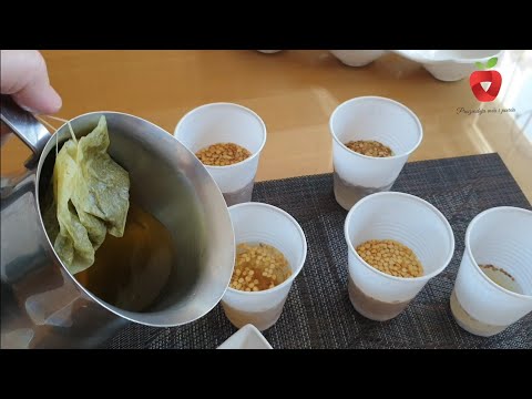 Видео: Влияет ли ромашка на всхожесть семян?