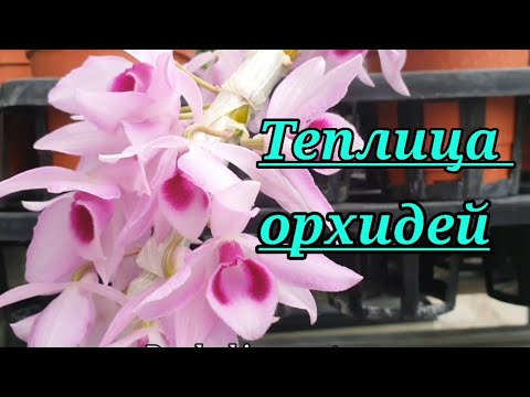 Видео: Оптовая Теплица Орхидей....