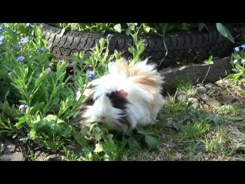 Видео: Guinea pig cleaning up in garden. Funny animals. Морская свинка хозяйничает в огороде