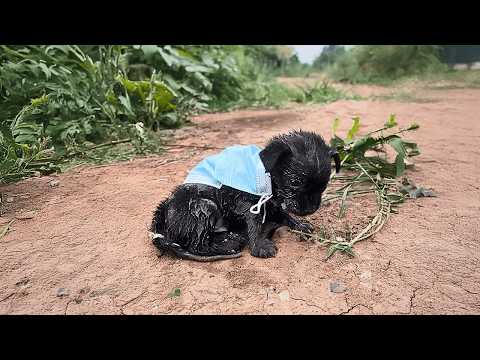 Видео: Из канавы донесся всхлип, прохожий остановился и увидел слабого щенка, не могшего встать.