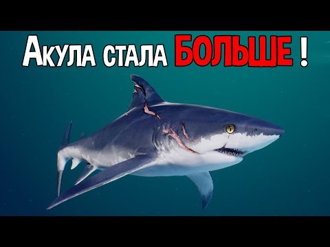 Видео: Акула эволюционировала и стала больше !