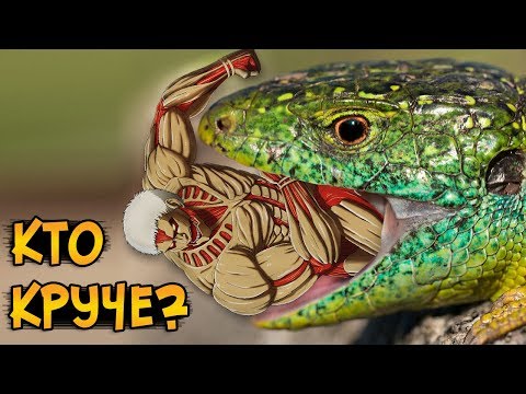 Видео: Регенерация Титанов: есть ли на Земле кто-то лучше? (аниме Атака Титанов / Вторжение Гигантов)