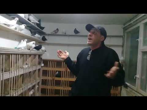 Видео: Совет от Гагика 67!Про голубинных инкубаторов!4.12.17г