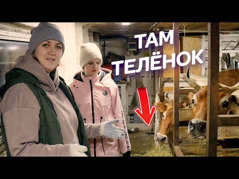 Видео: ДОЧКА ПОМОГЛА КОРОВЕ РАСТЕЛИТЬСЯ ! ОЧЕНЬ КРУПНЫЙ ТЕЛЁНОК!