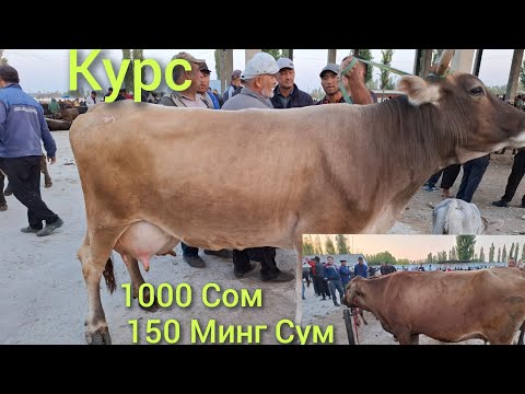 Видео: Ош Учкун мол бозори  Сигирлар нархлари Сигир олдим 1 чи видео