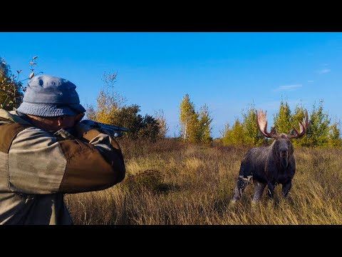Видео: РОГАТЫЙ ЛОСЬ ВЫШЕЛ НА МОЙ НОМЕР. Загонная охота на лося, кабана и косулю