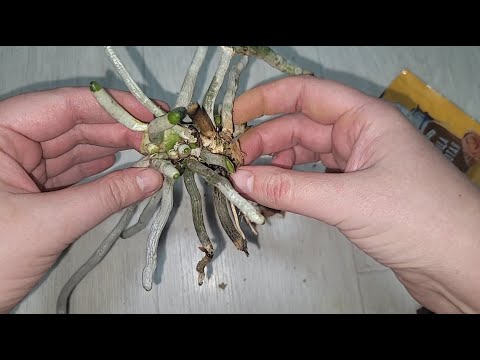 Видео: Не выбрасывайте ОРХИДЕЮ, если остались ОДНИ КОРНИ, стимулируем рост новых ростков